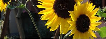 Maybe you would like to learn more about one of these? Sunflower Facebook Cover Photo Fbcover Com