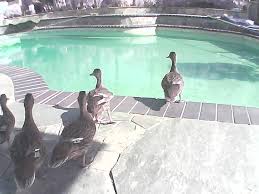 It's open all the time except for thursday afternoons, when it's closed for. Help 9 Mallard Ducks In My Pool Ducks And Geese Forum At Permies