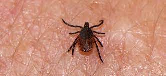 For instance, a deer tick feeds faster by almost a day than american dog ticks. Top 10 Things You Should Know About Ticks