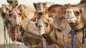 25g, 400g and 25kg, shelf life 12 month. Camel Milk The White Gold Of Dubai