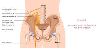 The location of the groin area is at the crease lines where the legs meet the abdomen. Groin Pain Structures And Conditions That Can Contribute To Groin Pain