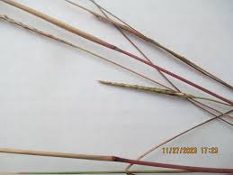 Image result for Coelorachis