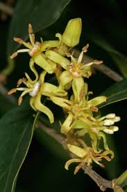 Image result for Cleistanthus polystachyus