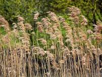Invasive Species Talk