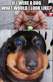 Maybe you would like to learn more about one of these? Image Tagged In Fat Baby Fat Dog Imgflip