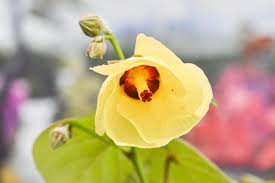 Image result for Hibiscus seineri