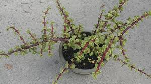 Buy colocasia bulbs from harris. Propagating Elephant Bush Succulent With Actual Results Youtube