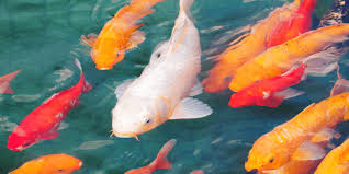 Maybe you would like to learn more about one of these? Can Koi Fish Be Kept In An Aquarium Aquarium Sphere