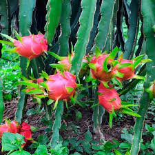 Unfortunately, like many others, i have had difficulty to be safe, you could plant your dragon fruit cactus in a warm part of your yard such as near a south facing wall. Dragon Fruit Hylocereus Undatus My Garden Life