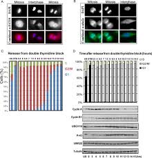 Profiling of Ubiquitin-like Modifications Reveals Features of Mitotic  Control