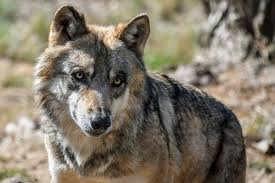 In questo caso, spesso, troviamo delle doghe, utili per la postura del cane. Migliori Brandine Per Cani Classifica Di Maggio 2021