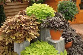Image result for Ipomoea batatas pots