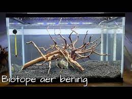 Cara mengobati anosmia secara alami dapat dilakukan dengan terapi bau untuk mengasah kepekaan indera penciuman. Biotope Air Bening Isi Ikan Cupang Youtube