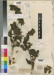 Image result for Mimulopsis excellens