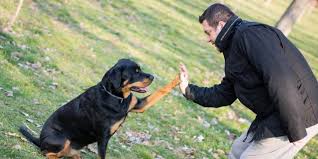 We're not talking obedience here but rather socialization and potty training. How To Train A Rottweiler An Easy To Follow Guide