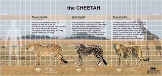 The Cheetah Size By Bigfancat American Lion Cheetah Lion Size