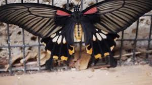 Vogliamo farli sorridere e pensare. Casa Delle Farfalle Bordano Destimap Destinations On Map