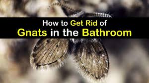 how to get rid of gnats in the bathroom