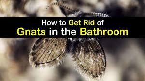 Fungus gnats are tiny winged bugs. Bathroom Gnats Infestation How To Get Rid Of Gnats In The Bathroom