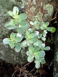 Image result for Podalyria