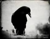 The Raven : Crow Raven Photography Black Bird Goth Gothic Dark ...