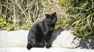 Mimpi tentang kucing nyatanya menyimpan sebuah arti tersendiri loh. Arti Mimpi Bertemu Kucing Hitam Perlambang Sosok Jahat Bakal Ada Pertengkaran Atau Perkelahian Halaman All Tribun Jatim