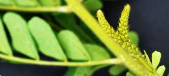 Image result for Macphersonia