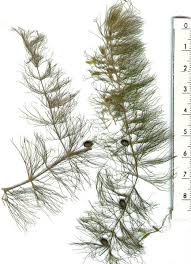 Image result for Ceratophyllum submersum