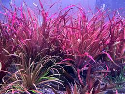 Image result for Blyxa