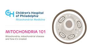 Explaining Mitochondrial Disease Youtube