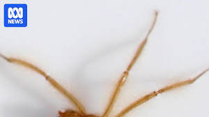 Image result for Maerua friesii