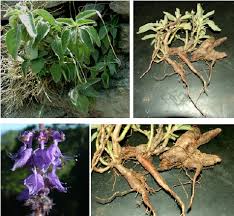 Image result for Coleus barbatus