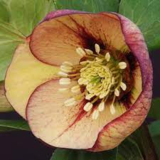 Pin By Christina Dingmann On Garden Lenten Rose Flowers Perennials Shade Perennials