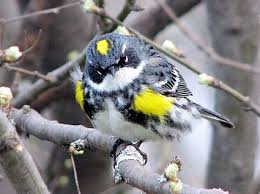 Black And White Bird With Yellow Breast Thegildedwoods Birds Beautiful Birds Bird Watcher