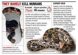 However, i still have that fear i am going to squat on a rattlesnake or a snake will slither up when i. In Mumbai Rock Python Lands Up In Loo Woman Faints On Sighting It