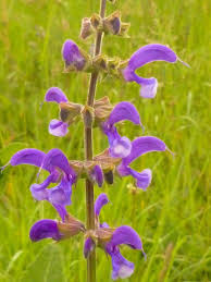 Sauge Des Pres Jardin De Sauveterre Prairie Fleurie Sauge Fleurs Sauvages