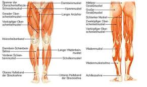 Oft wird die hintere oberschenkelmuskulatur nicht ausreichend trainiert. Wie Muss Ich Den Inneren Oberschenkelmuskel Trainieren Sport Training Muskeln
