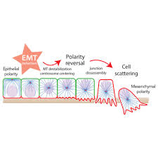 Reverse polarity can occur when the terminals and the cables are incorrectly connected. Polarity Reversal By Centrosome Repositioning Primes Cell Scattering During Epithelial To Mesenchymal Transition Sciencedirect