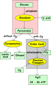 cellular respiration