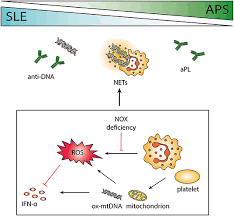 Congratulations on your spm result! Frontiers Neutrophils Important Communicators In Systemic Lupus Erythematosus And Antiphospholipid Syndrome Immunology