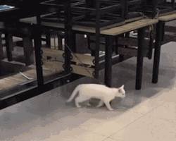 Image of cat moonwalking