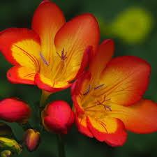 Tulip (yellow) this is one of the most beautiful yellow flowers in the world. Red Yellow Freesia Bulbs For Sale Online Single Bi Color Easy To Grow Bulbs