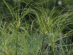 Image result for Cyperus spiralis