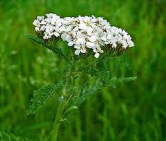 L'achillée millefeuille : ses bienfaits et comment l'utiliser — LE JARDIN E(S)T LA RECETTE