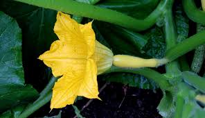 Image result for how to self pollinate cucumbers