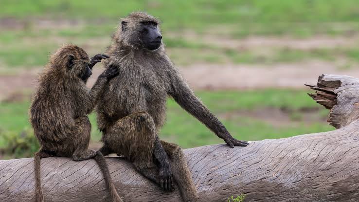Pacts among primates: How and why do they make them? | Science | EL PA&Iacute;S  English