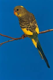 Pet Birds That Don T Fly Away List Of Foods I Can Feed My Parakeets Cuteness Parakeet Parrot Parrot Pet
