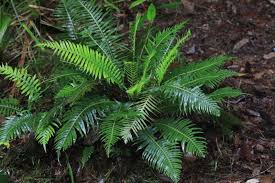 Image result for Blechnum