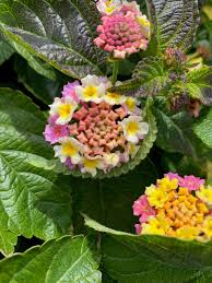 Image result for Lantana viburnoides