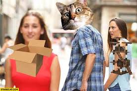 Cat does not want a toy, prefers box instead red dress meme ...
